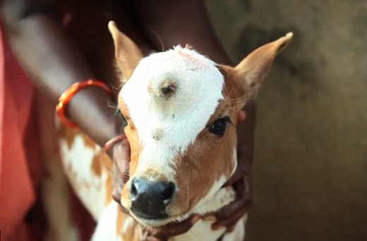 Three-eyed cow..